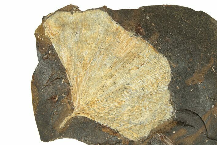 Paleocene Fossil Ginkgo Leaf - North Dakota #271094